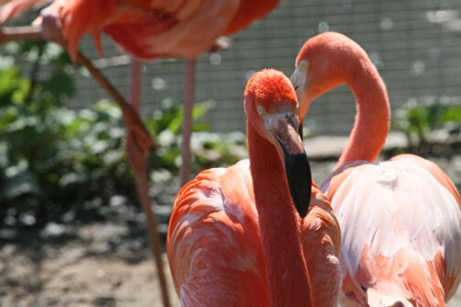 В Московском зоопарке вылупились птенцы фламинго