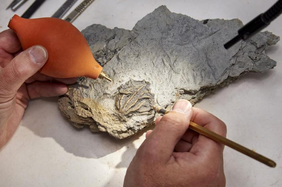 Непрофессиональные палеонтологи совершили потрясающее открытие
