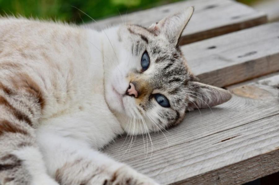 В Англии нашли кота, пропавшего в 2009 году