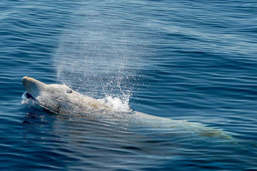 Ученые обнаружили новый смертельный для китообразных вирус