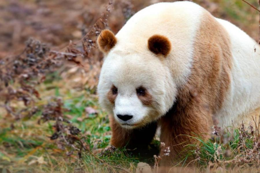 В Китае фотоловушка сняла прогулку очень редкой коричневой панды