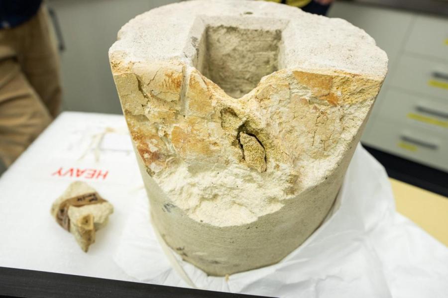 В Новой Зеландии церковной колонне обнаружили останки ископаемой черепахи