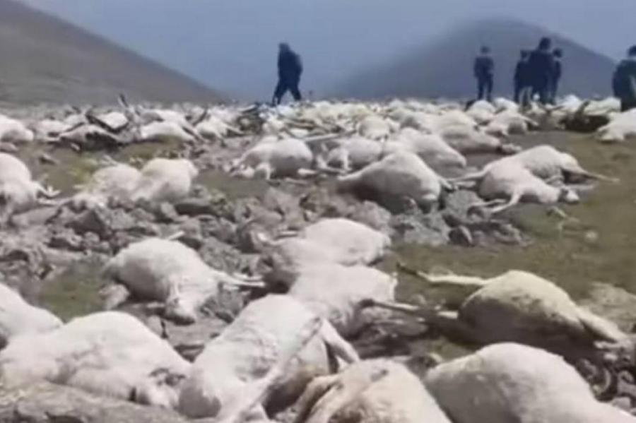Гора усеяна трупами: молния убила более 500 овец в Грузии
