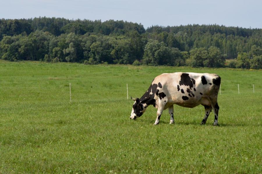 За год в Латвии существенно выросла закупочная цена молока