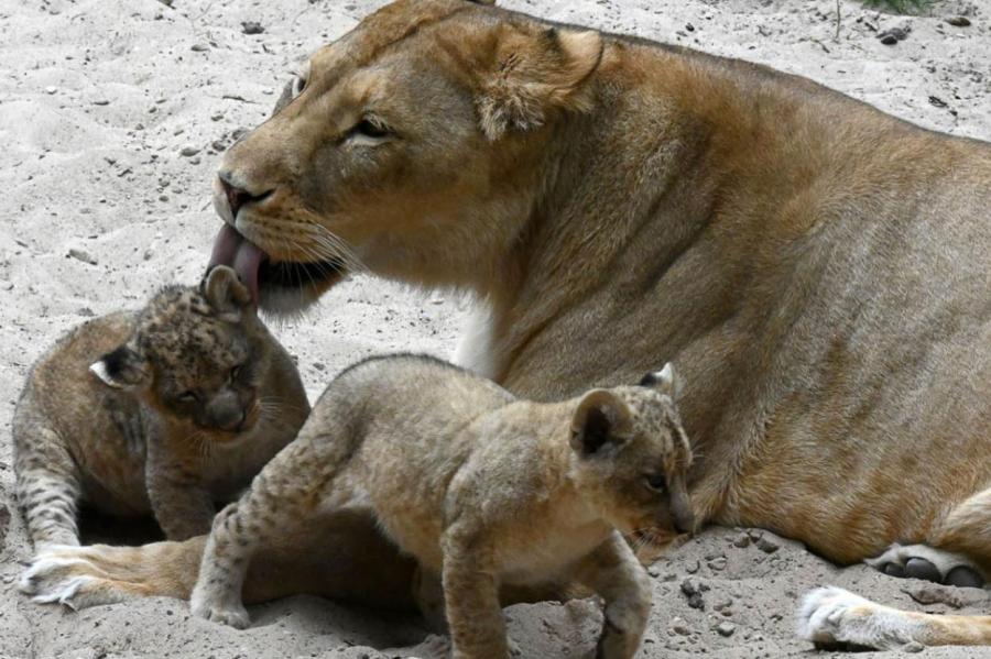 Рижский зоопарк организует конкурс имен для львят (+ВИДЕО)