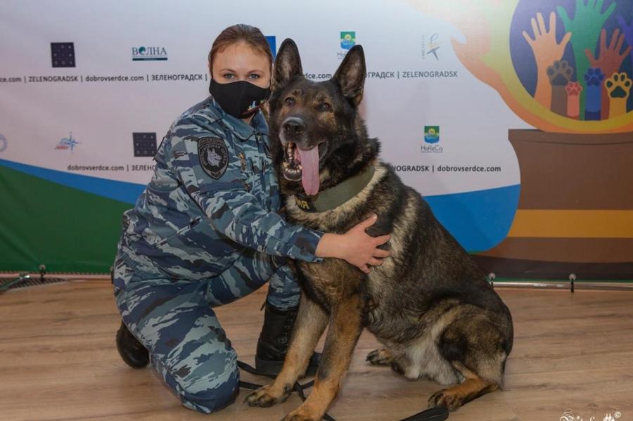 Пес из России получил юбилейную итальянскую награду «собачьей верности»