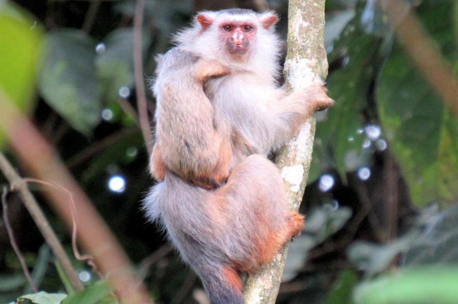 В Бразилии найден новый вид обезьян-игрунок