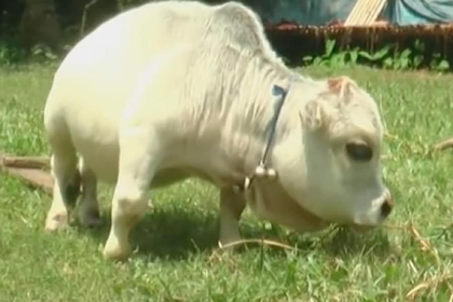 Прощая, Рани: умерла самая маленькая корова в мире
