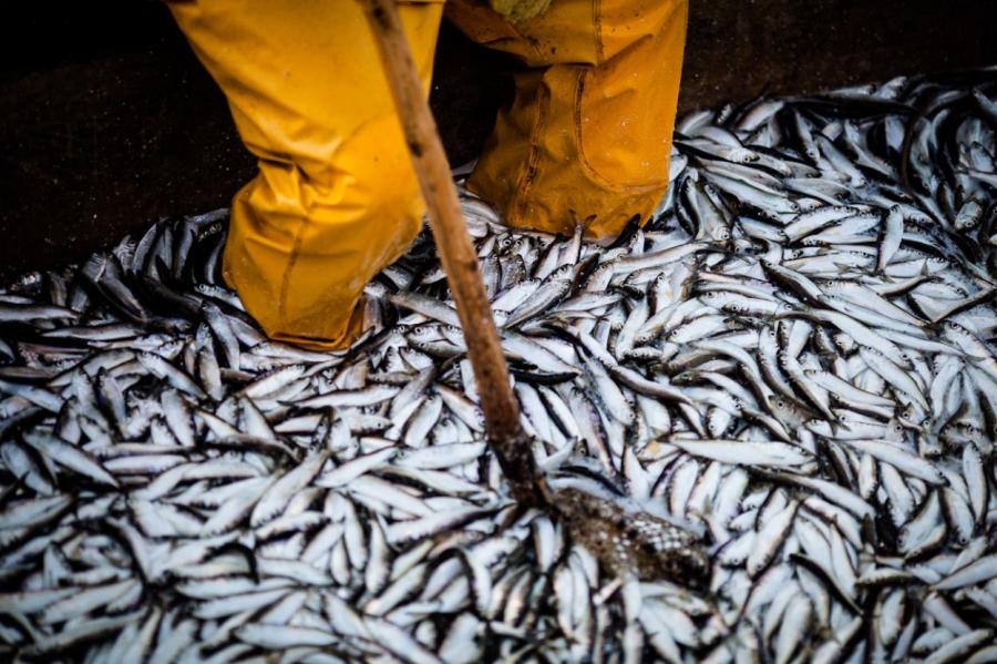 Ловись рыбка: Брюссель разрешит Латвии больше добывать салаки