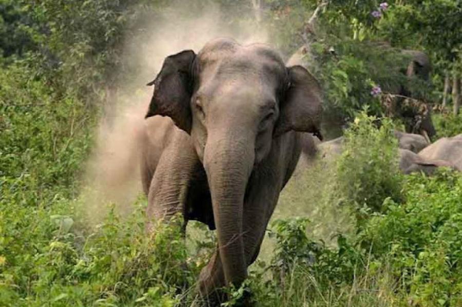 Дикие слоны затоптали жителей индийской деревни