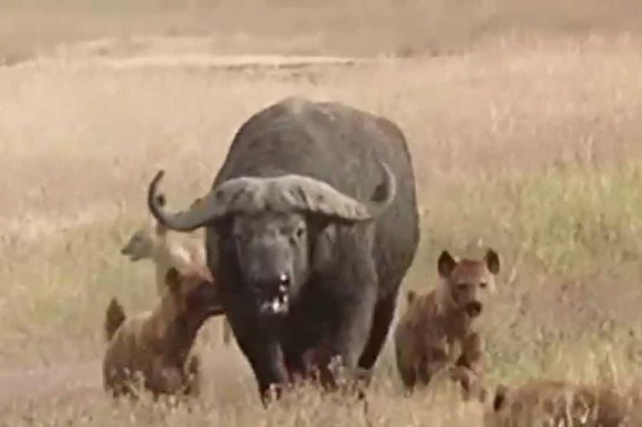 Гиены напали на буйволов