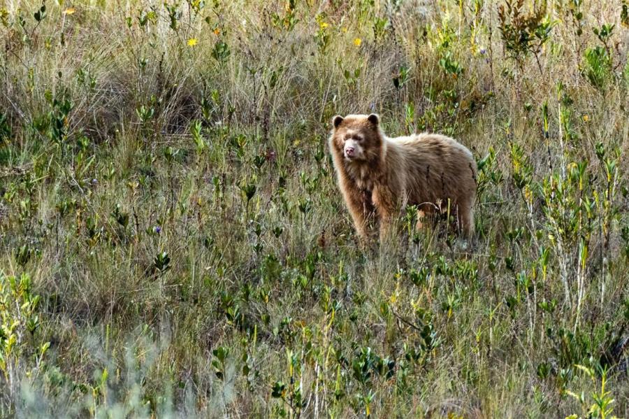 В Перу заметили «золотого» очкового медведя