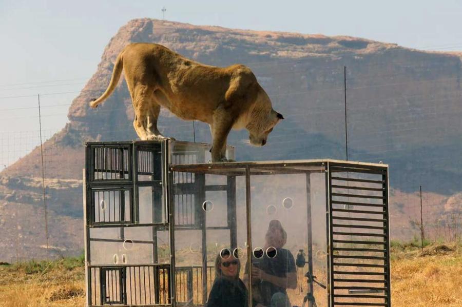 Как львы «ходят в зоопарк» и смотрят на людей в клетках