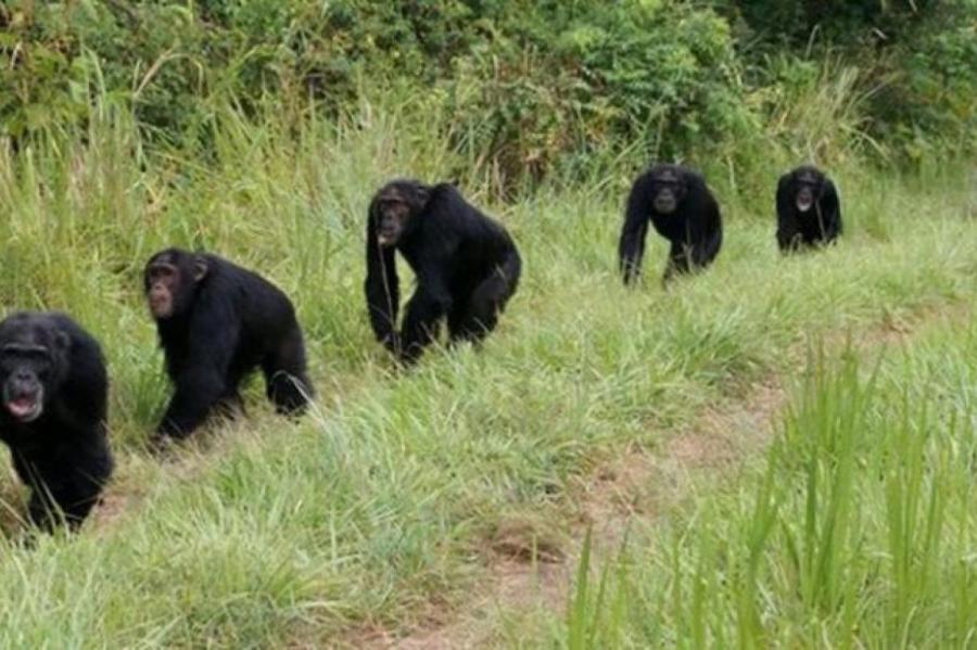Четырехлетняя кровопролитная война между двумя племенами шимпанзе