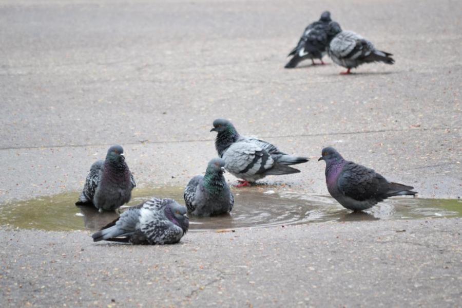 Рижане бьют тревогу: «Сосед призывает травить голубей!»