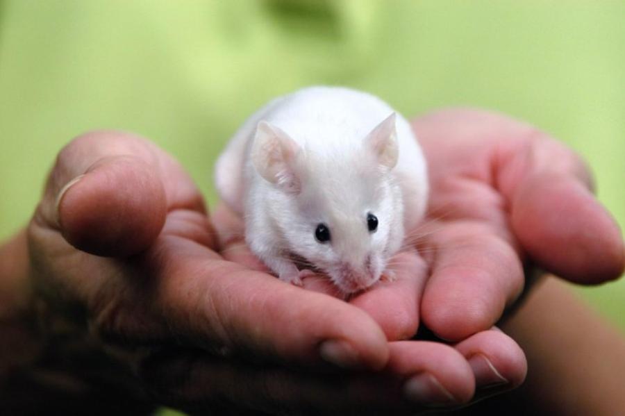 Всё, как у людей: после изоляции самки мышей стали более болтливыми