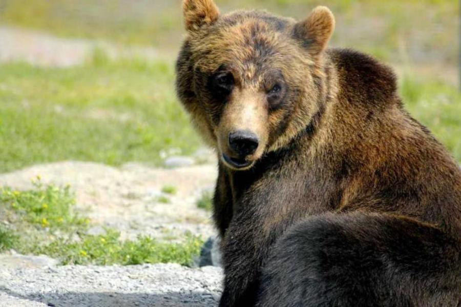 У скандинавских медведей нашли устойчивость к антибиотикам