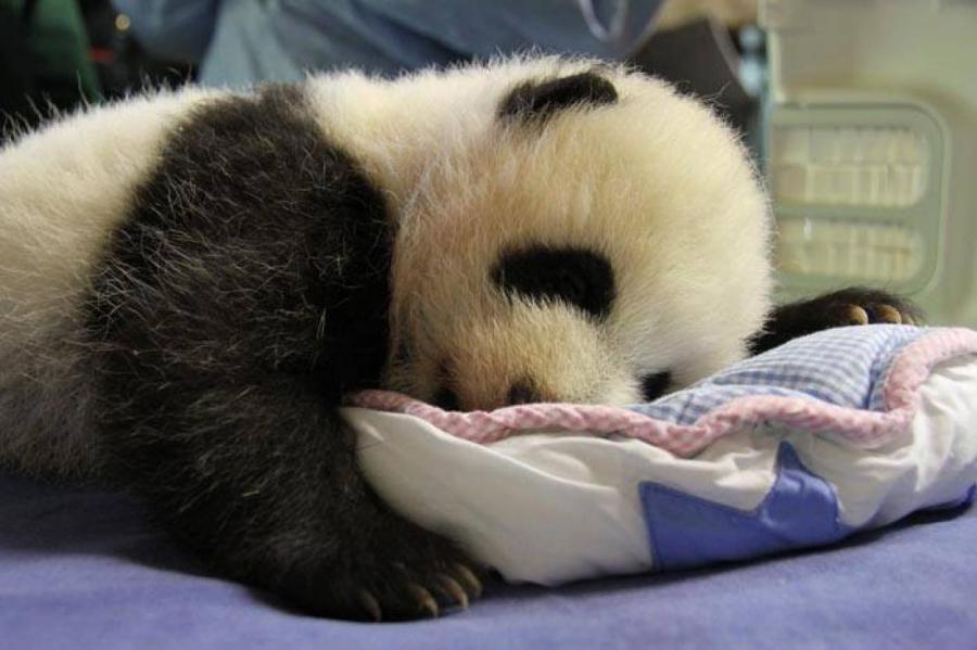 Панды-близнецы родились в зоопарке Мадрида