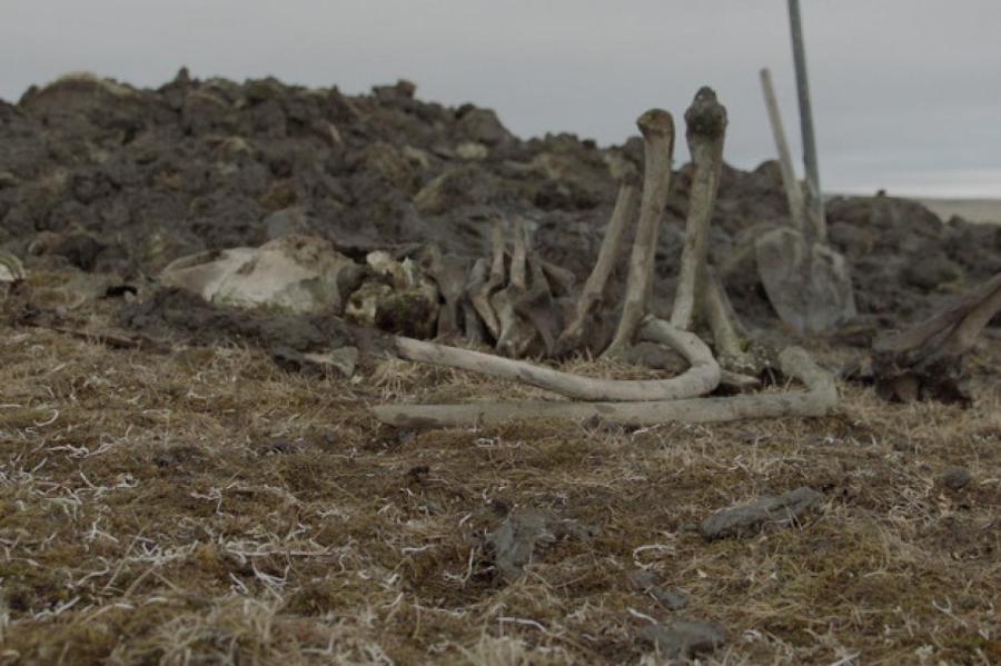 Учёные обнаружили следы самой северной охоты на мамонта