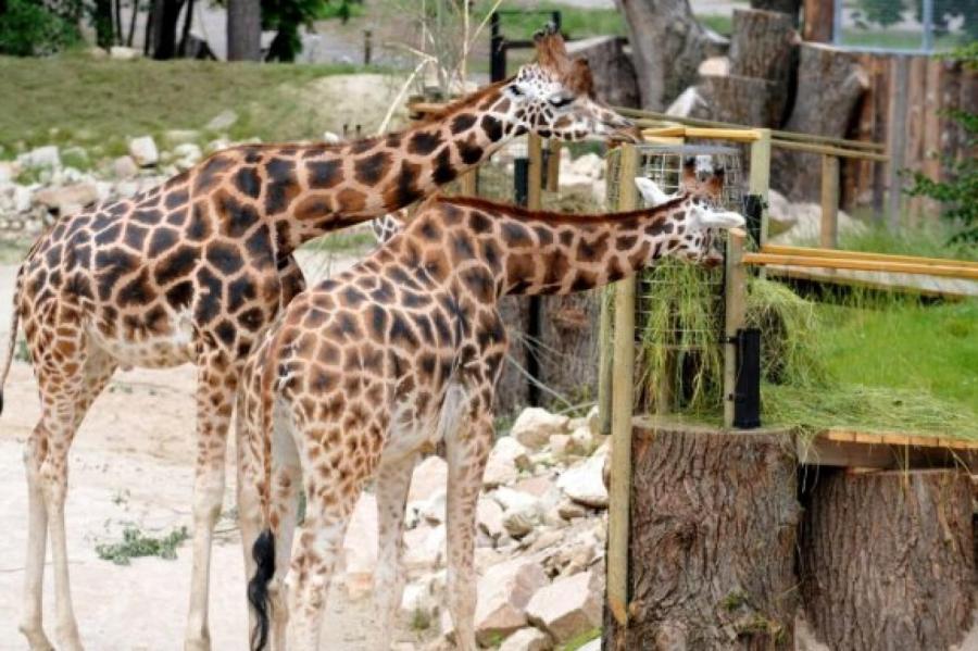 На кормление жирафа Вакилии в Рижском зоопарке пожертвовано 1250 евро