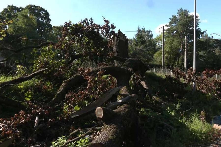 Рижская дума два месяца не может убрать упавшее в Агенскалнсе дерево