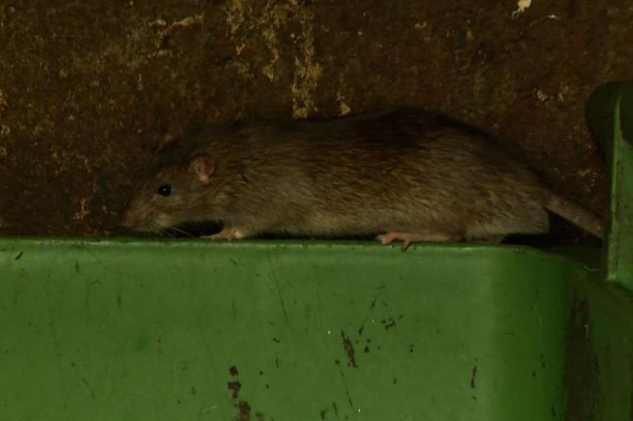 Жители Межциемса вынуждены уживаться с огромными крысами