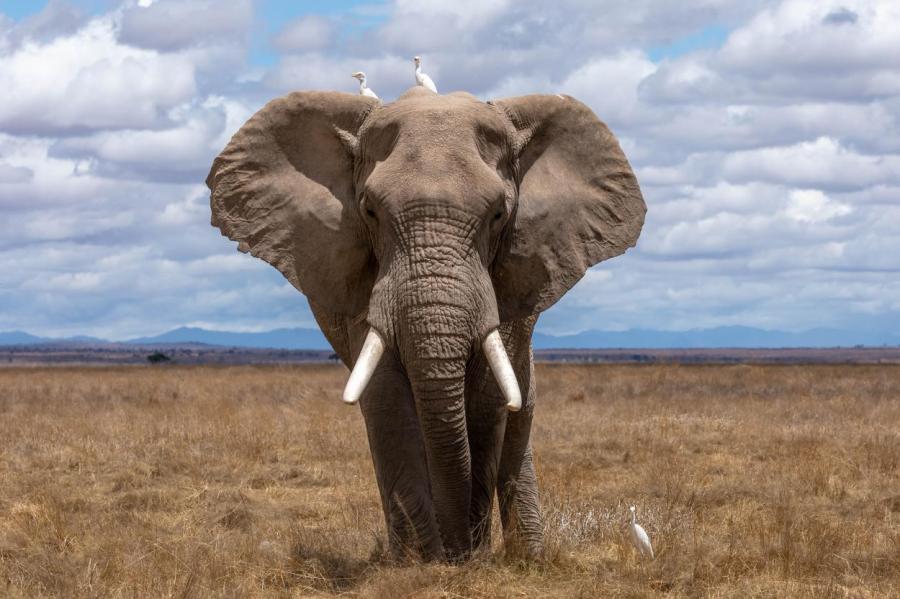 В Китае появился «фудкорт» для защиты от слонов