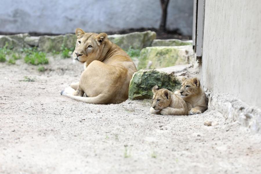 Дети помогли выбрать латышские имена родившимся в Рижском зоопарке львятам