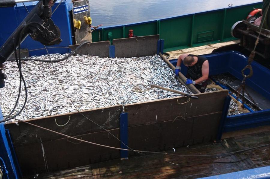 Сматывайте удочки! Литва обвинила РФ в чрезмерном лове рыбы в Балтийском море