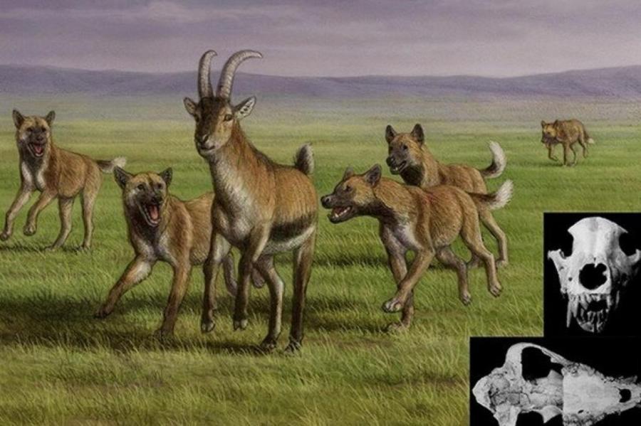 Найдены останки диких собак, живших рядом с людьми 1,8 млн лет назад