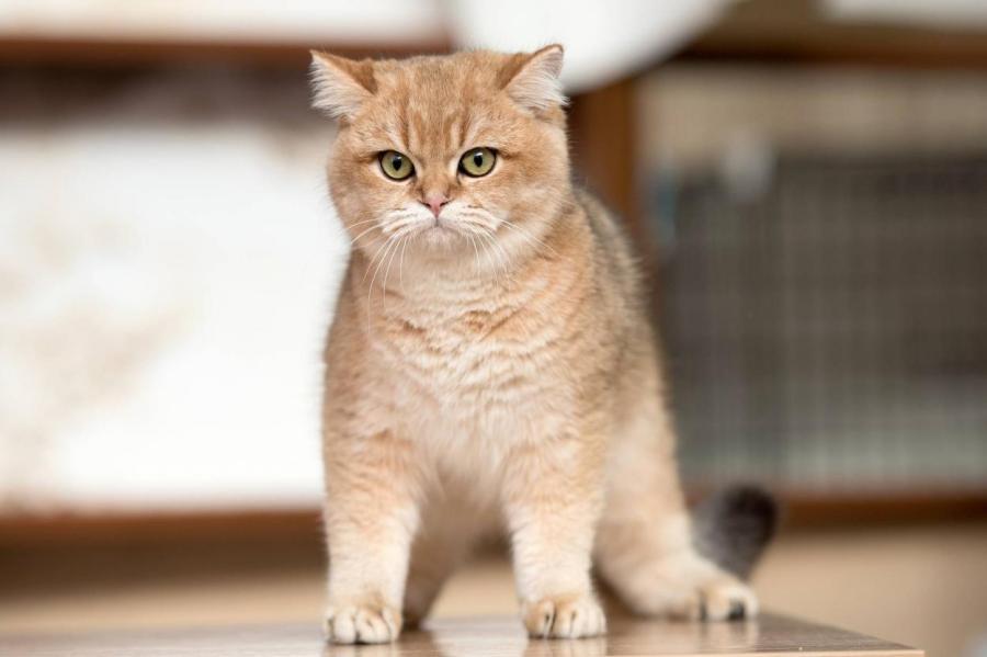 Найден ген, управляющий формированием узоров на шкуре кошек