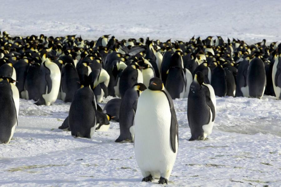 В Антарктике нашли ранее неизвестные колонии императорских пингвинов