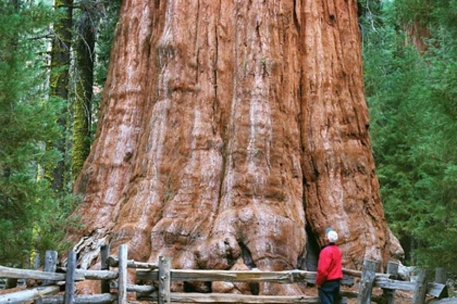 Самое огромное дерево в мире оказалось под угрозой