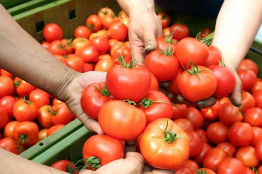 Что делать с урожаем: где, как и сколько храним собранные помидоры