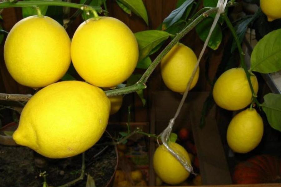 Ухаживаем за лимоном в домашних условиях