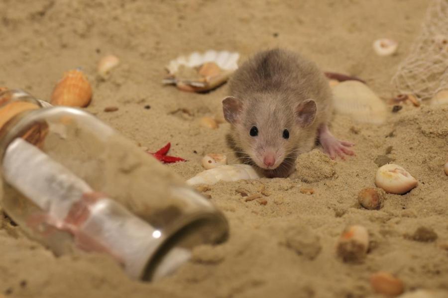 Европарламент предложил отказаться от использования животных в научных целях