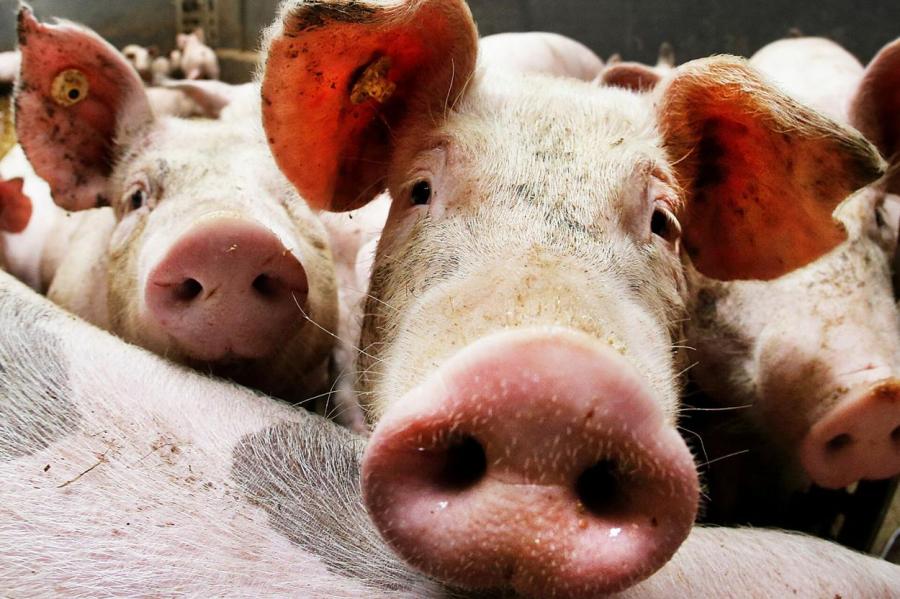 Шведские свиньи получат компенсацию зя авиашоу