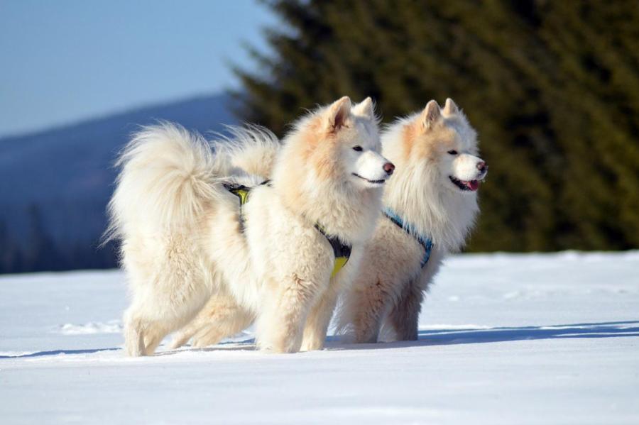 Новый взгляд на историю сибирских пород собак