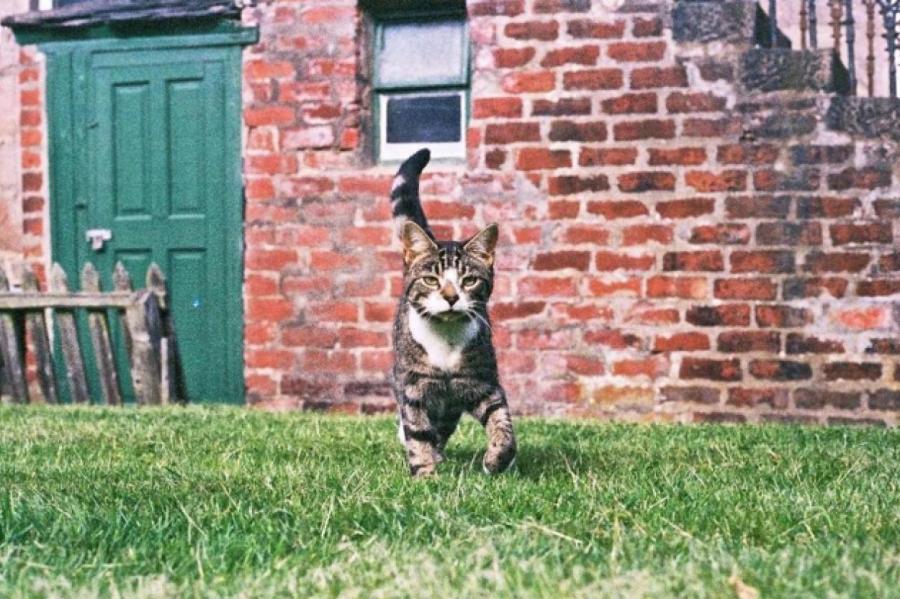 Кот вернулся к своим хозяевам спустя десять лет после пропажи