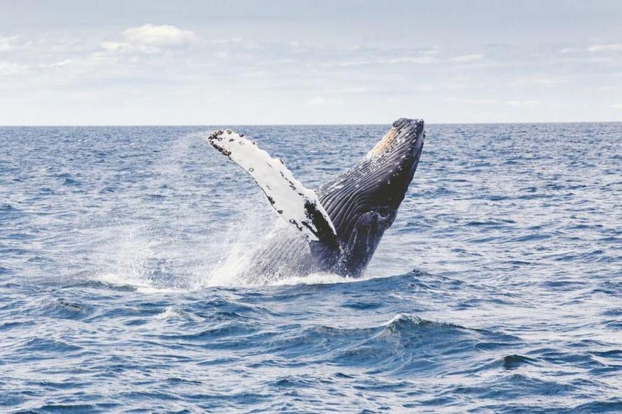 Жители Фарерских островов по ошибке убили 53 китов
