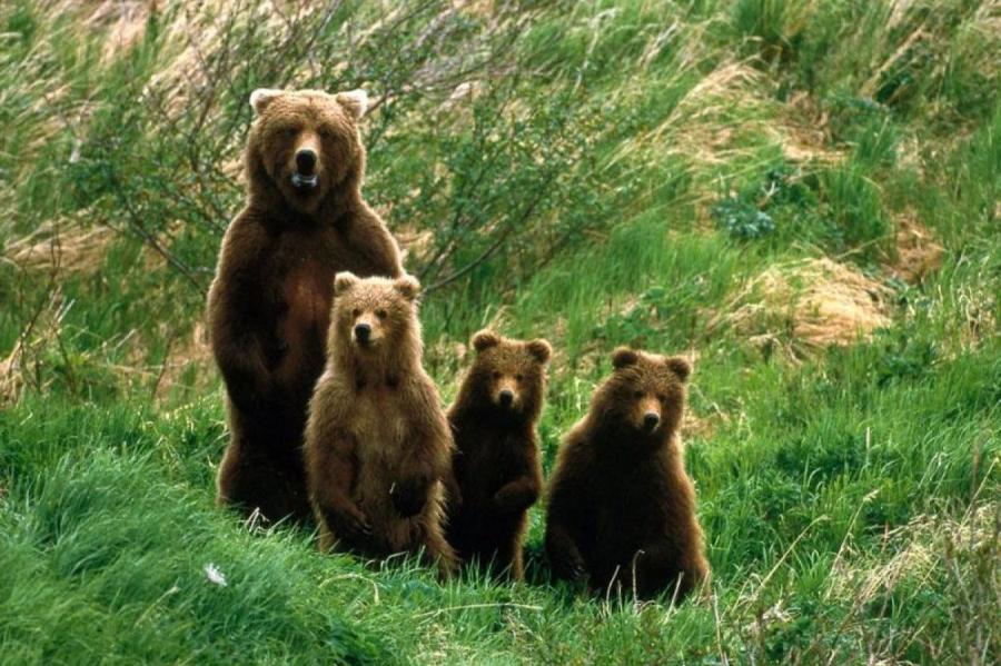 В Видземе медведи-подростки ведут себя нагло. Надежда на эстонских охотников