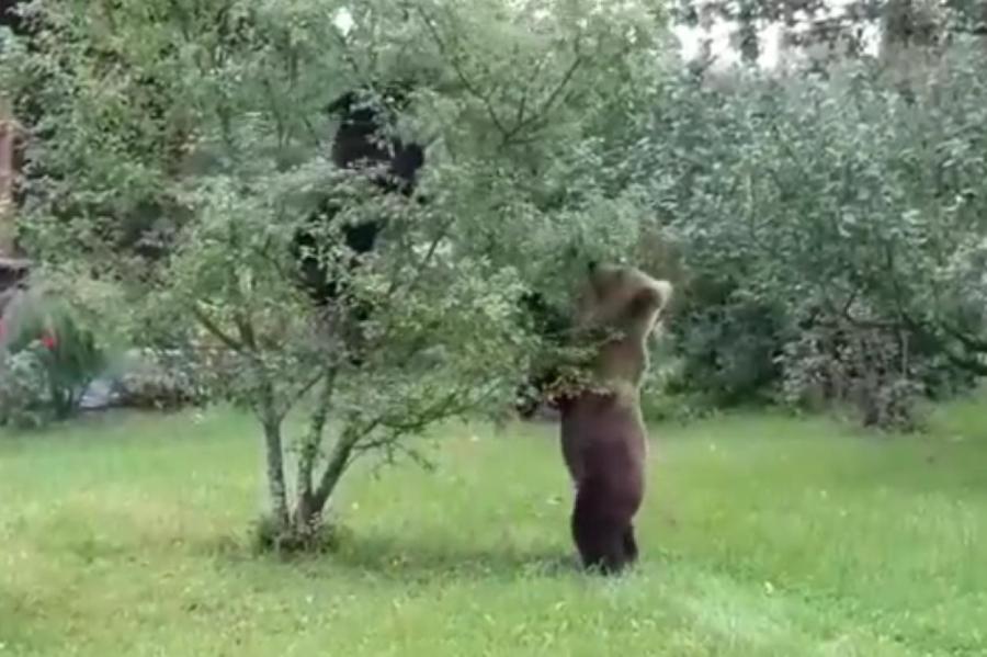 Они не боятся людей: двух молодых медведей в Видземе готовятся ликвидировать