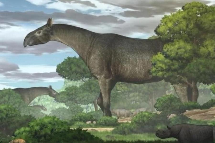 Древнего носорога, жившего миллионы лет назад, узбекский фермер нашёл в огороде