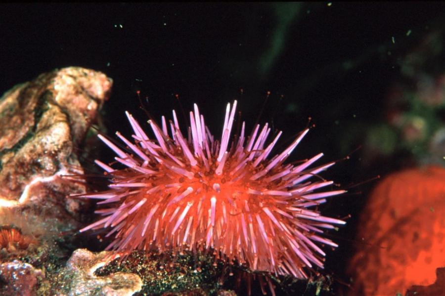 Российские учёные нашли новые виды организмов на тихоокеанском подводном хребте