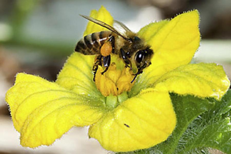 Горе от огня: Австралия может потерять 11 видов пчёл