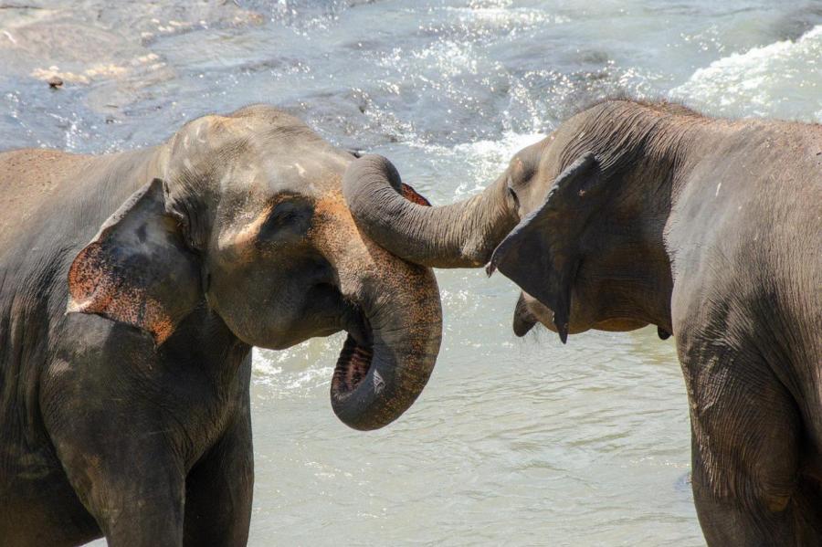 Неожиданная модель поведения слонов: дружат, пока им это выгодно