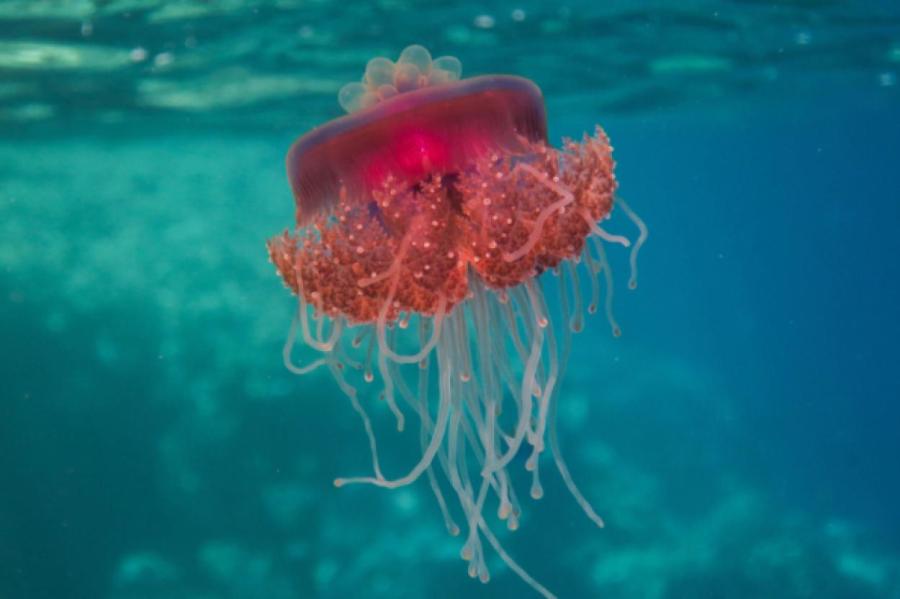 В Анталье появились опасные медузы