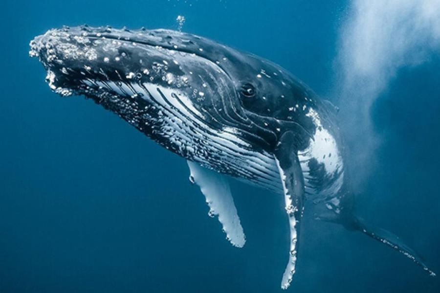 Волонтеры и специалисты спасли выбросившихся на побережье Аргентины китов