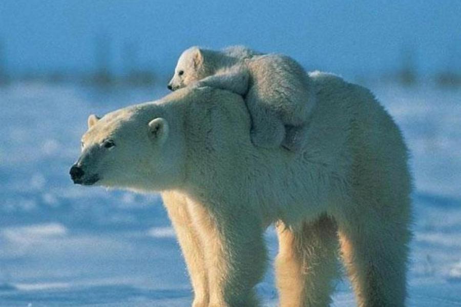 В Тихоокеанской Арктике впервые за 20 лет похолодало. Медведи и моржи вернулись