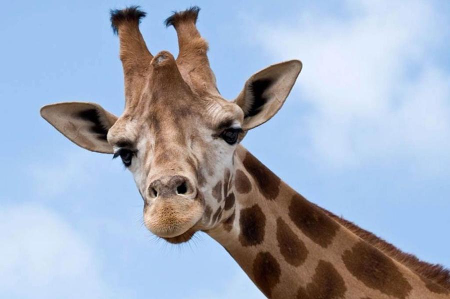 Как «доходит» до жирафа